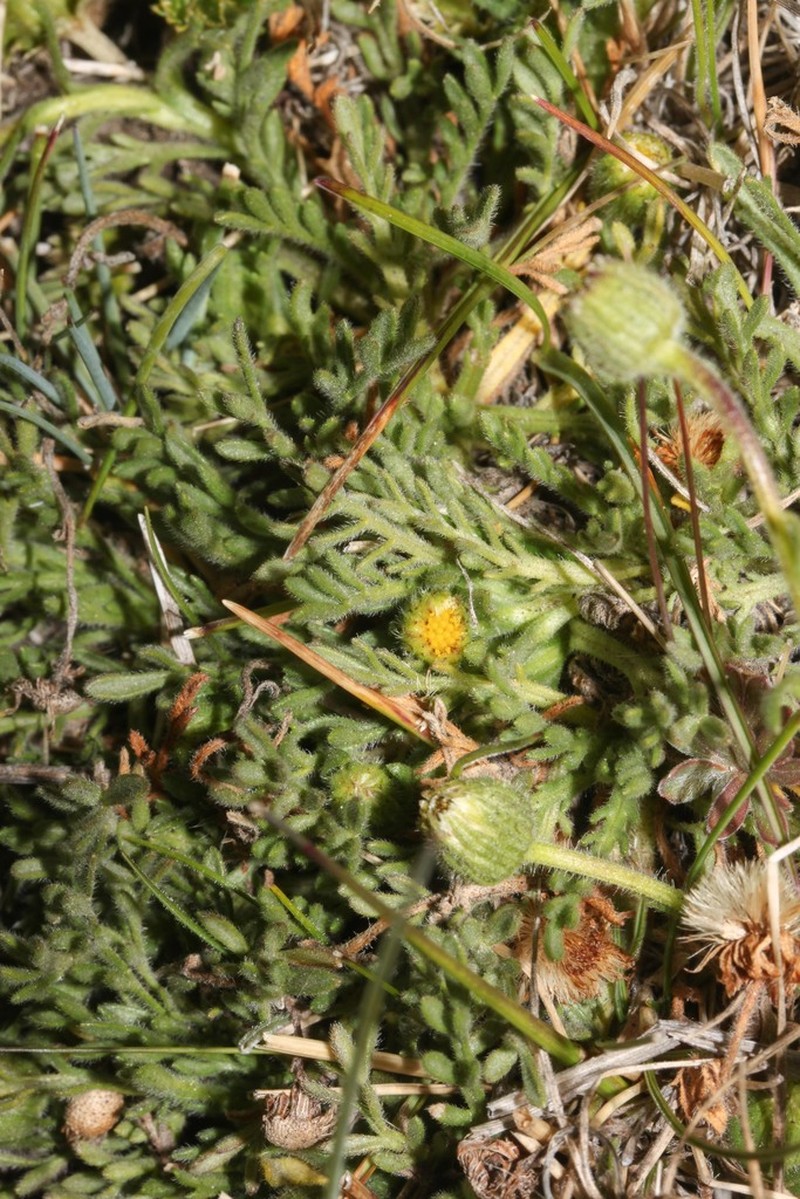 Erigeron cardaminifolius photo 7
