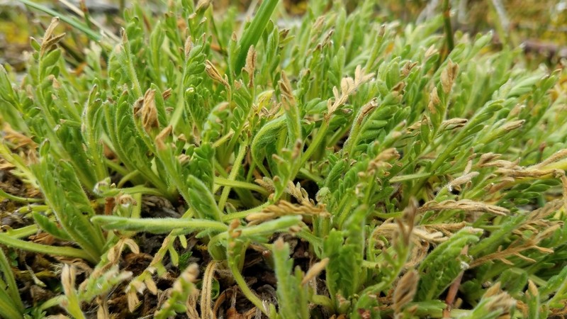 Erigeron cardaminifolius photo 8