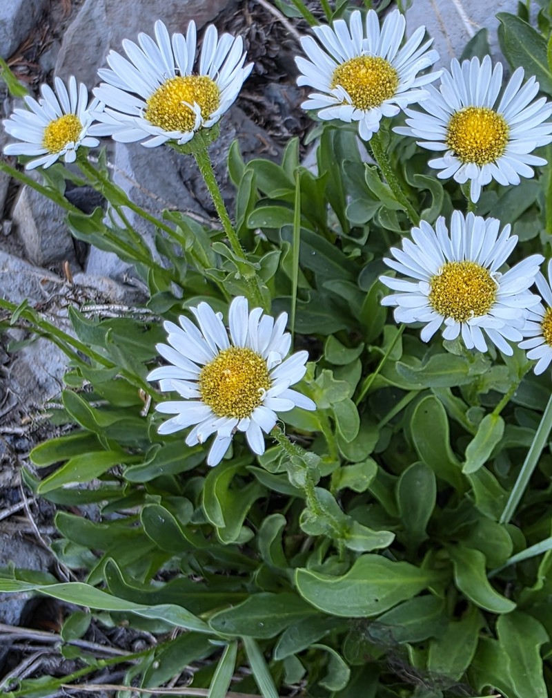 Cascade Fleabane