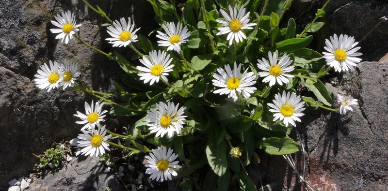 Cascade Fleabane