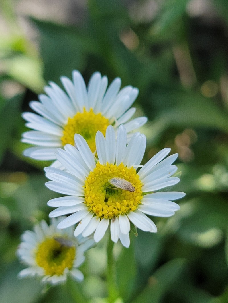 Cascade Fleabane photo 2