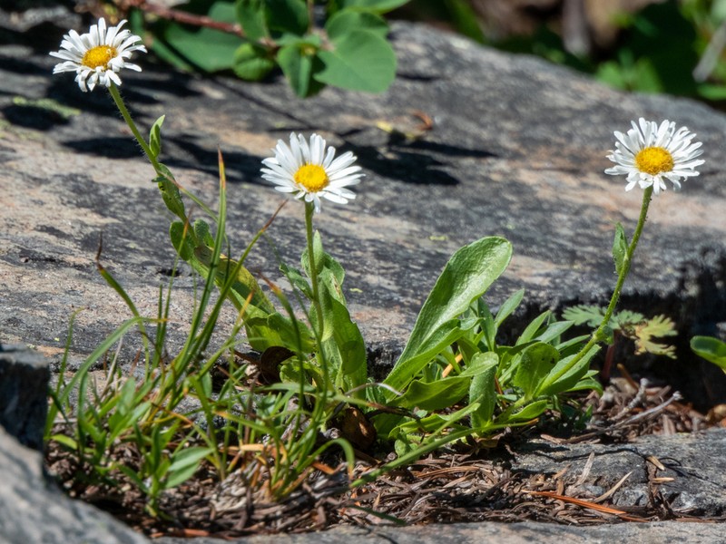 Cascade Fleabane photo 3