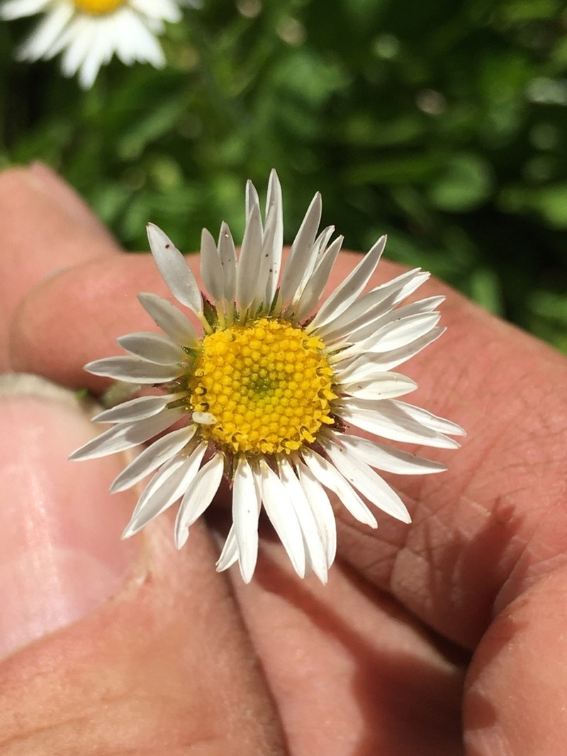 Cascade Fleabane photo 4