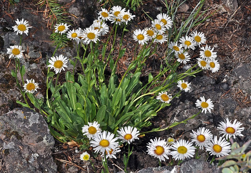 Cascade Fleabane photo 5