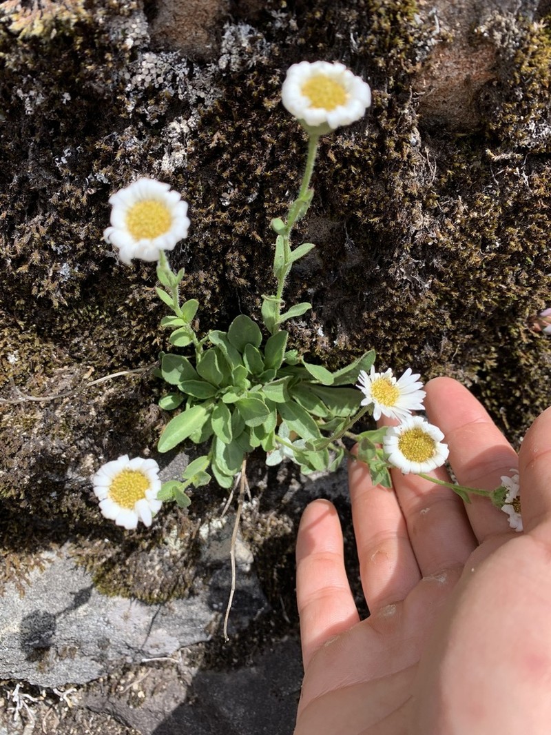 Cascade Fleabane photo 6