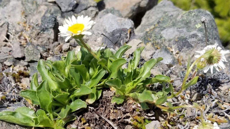 Cascade Fleabane photo 7