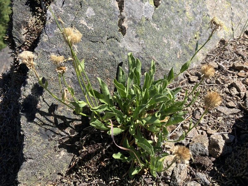 Cascade Fleabane photo 8