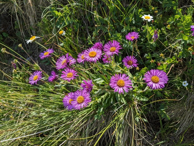Erigeron caucasicus