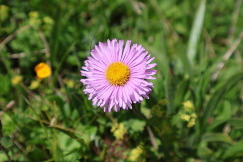 Erigeron caucasicus photo 2
