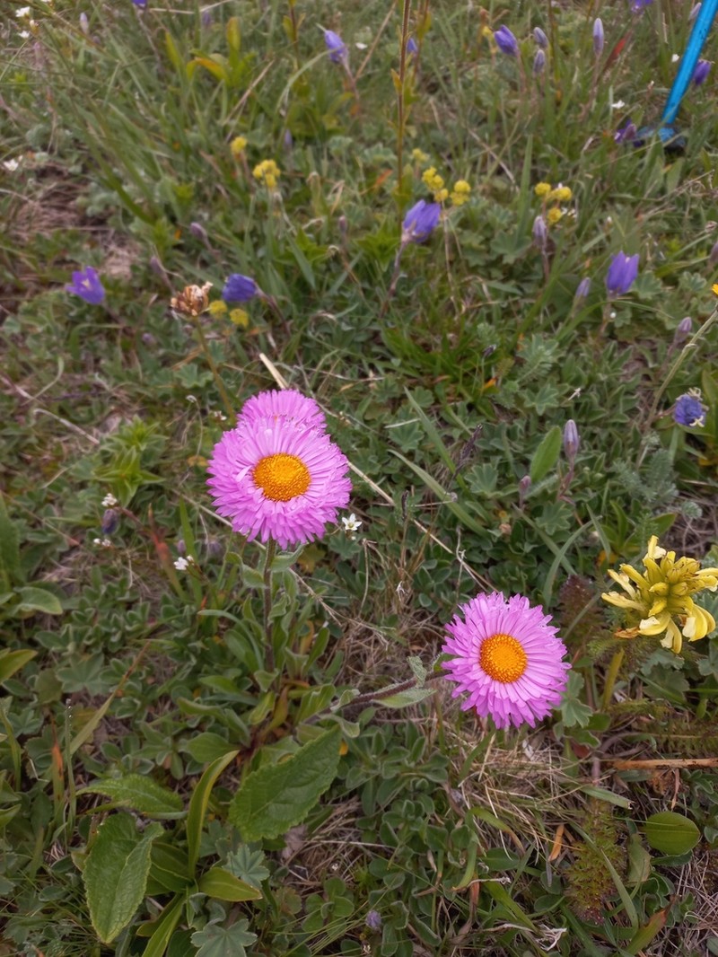 Erigeron caucasicus photo 3