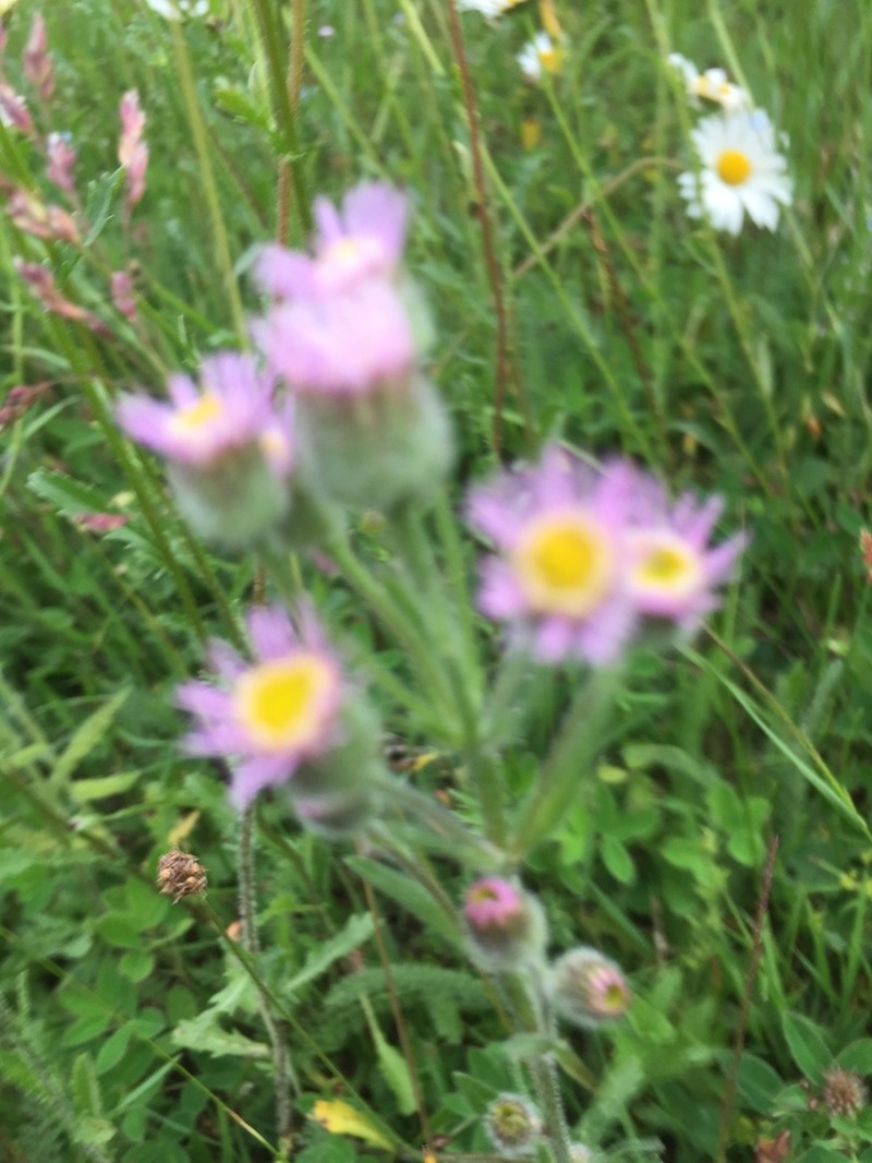 Erigeron caucasicus photo 4