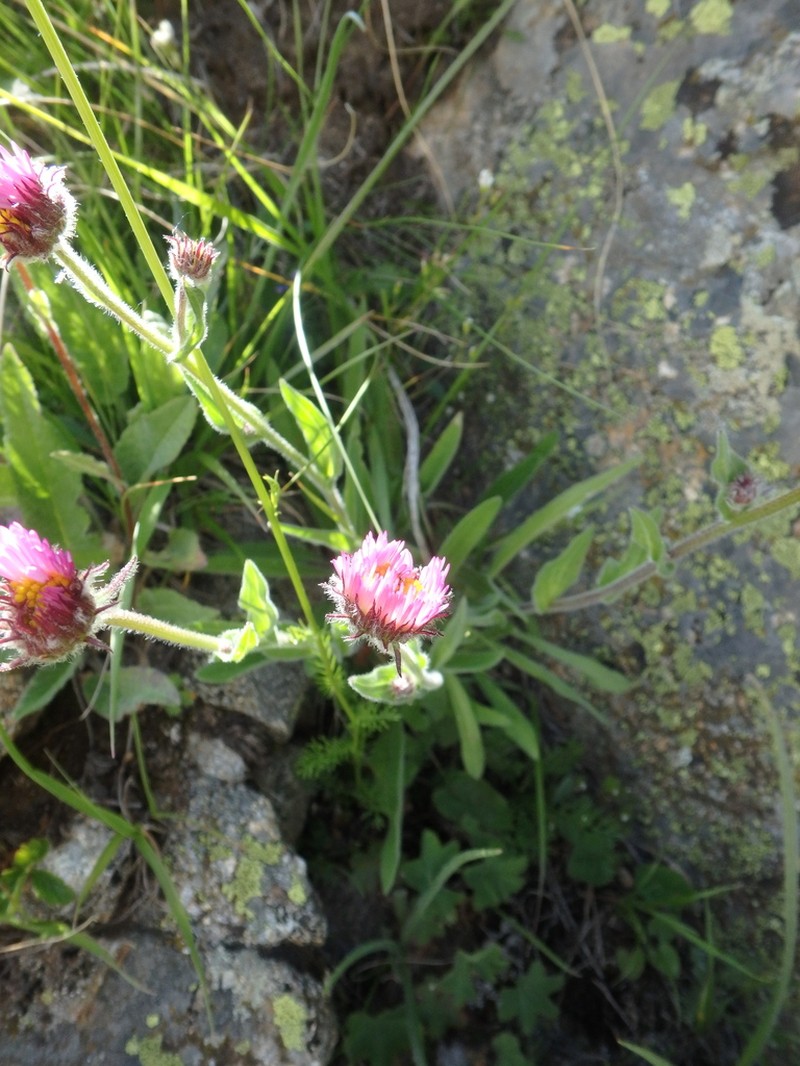 Erigeron caucasicus photo 5