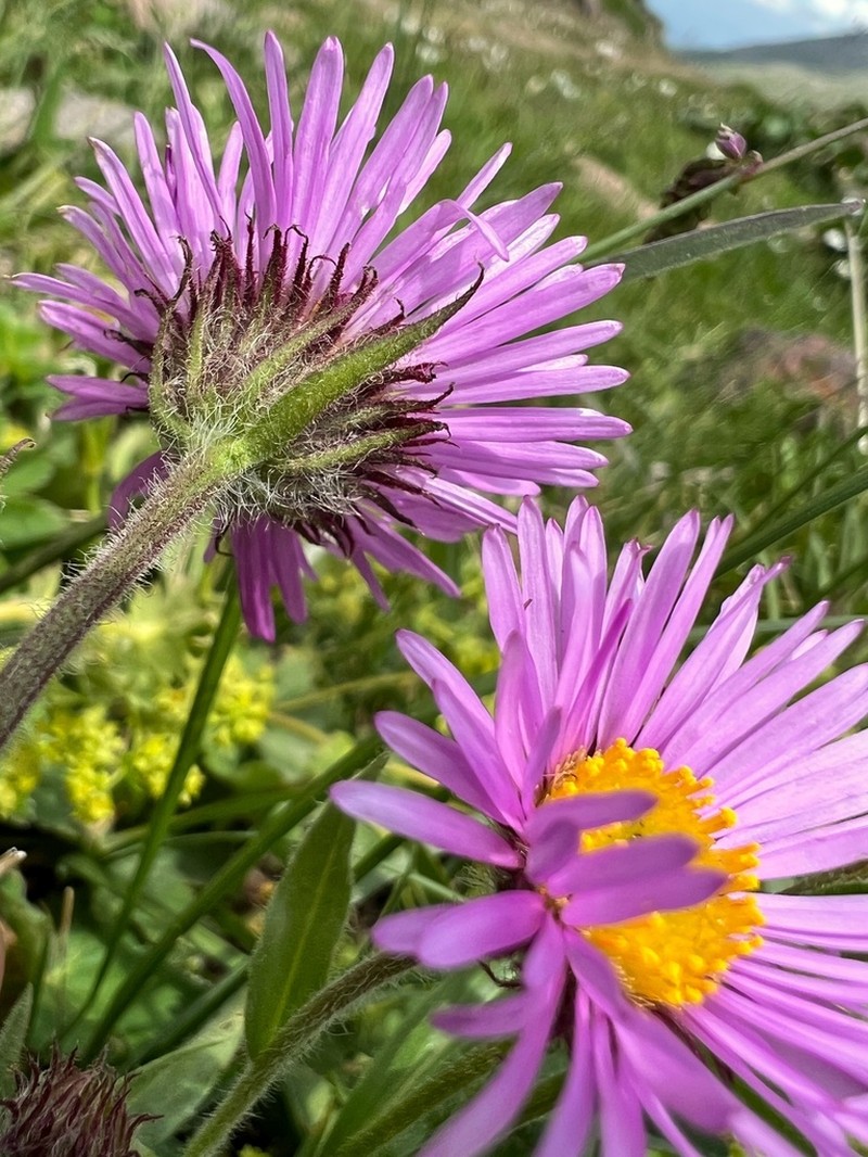 Erigeron caucasicus photo 6
