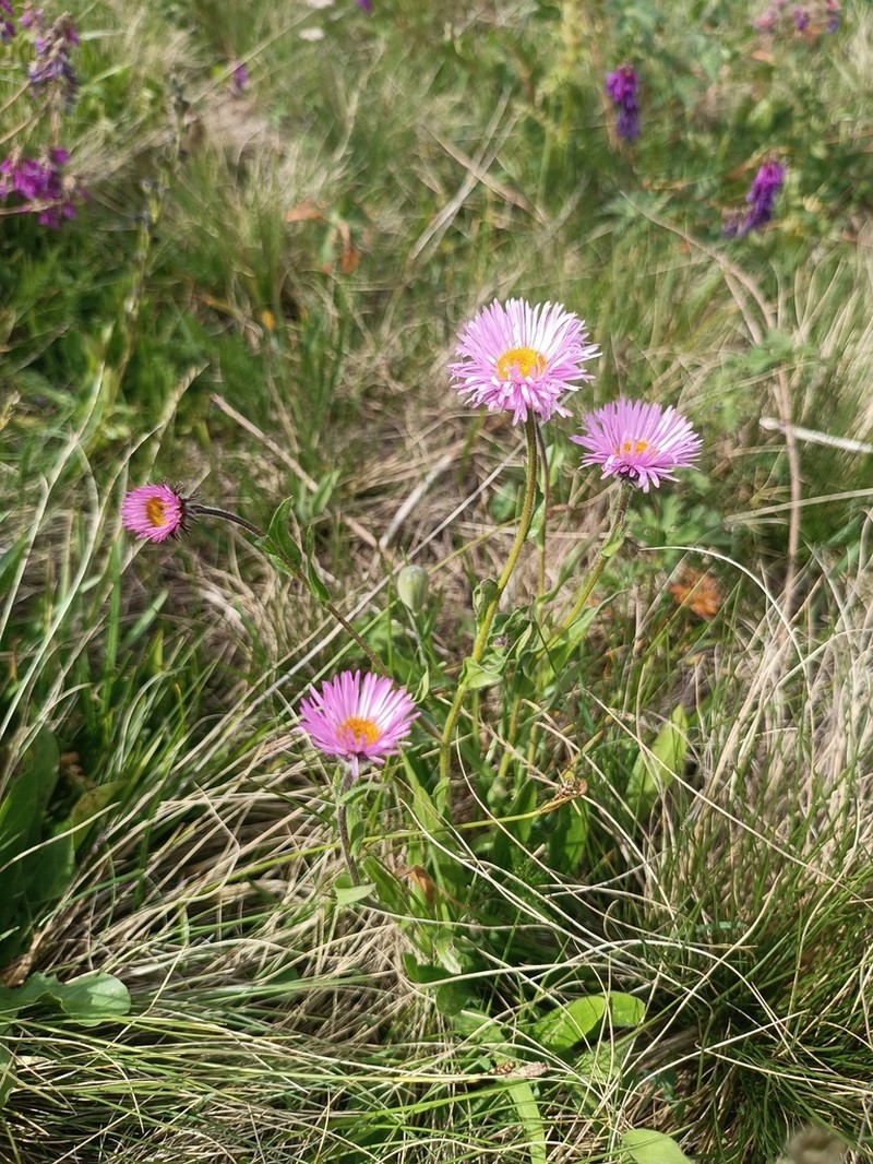 Erigeron caucasicus photo 7