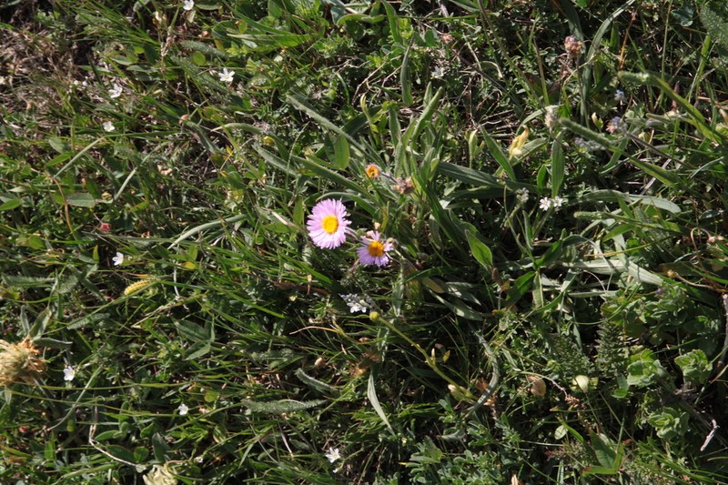 Erigeron caucasicus photo 8