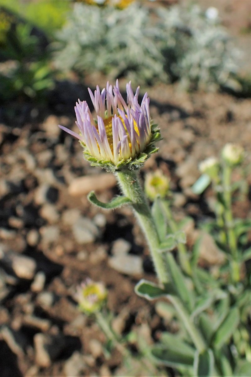 Erigeron caucasicus
