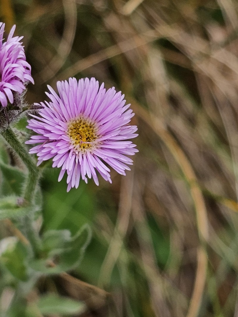 Erigeron caucasicus subsp. caucasicus