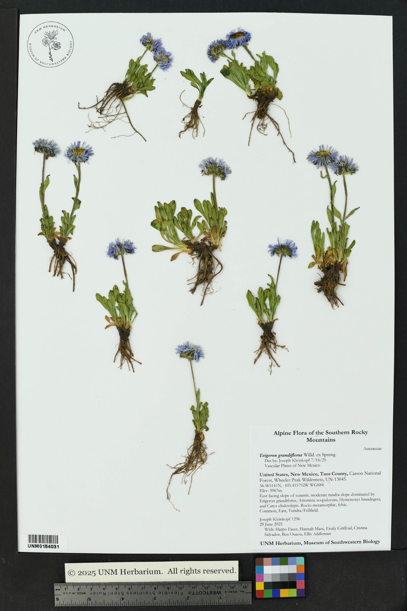 Erigeron caucasicus subsp. caucasicus photo 2