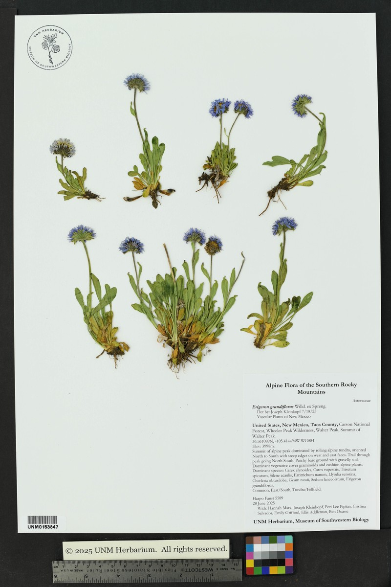 Erigeron caucasicus subsp. caucasicus photo 3