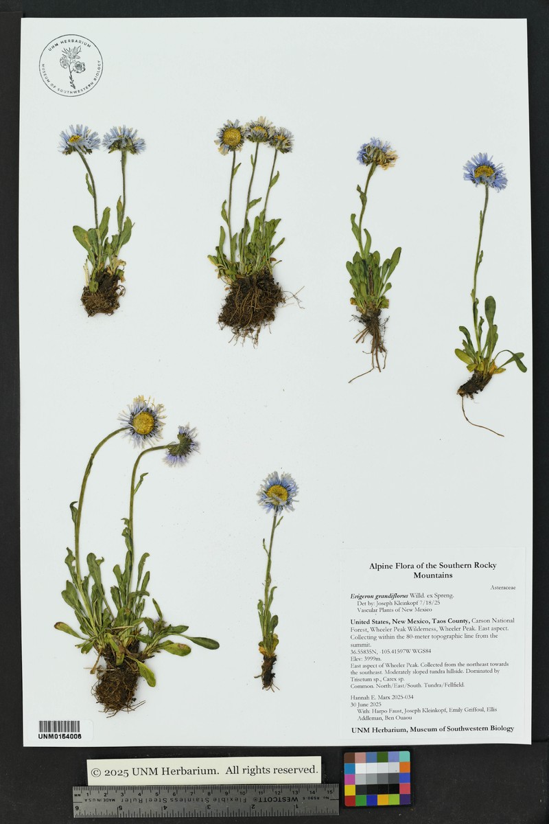 Erigeron caucasicus subsp. caucasicus photo 4