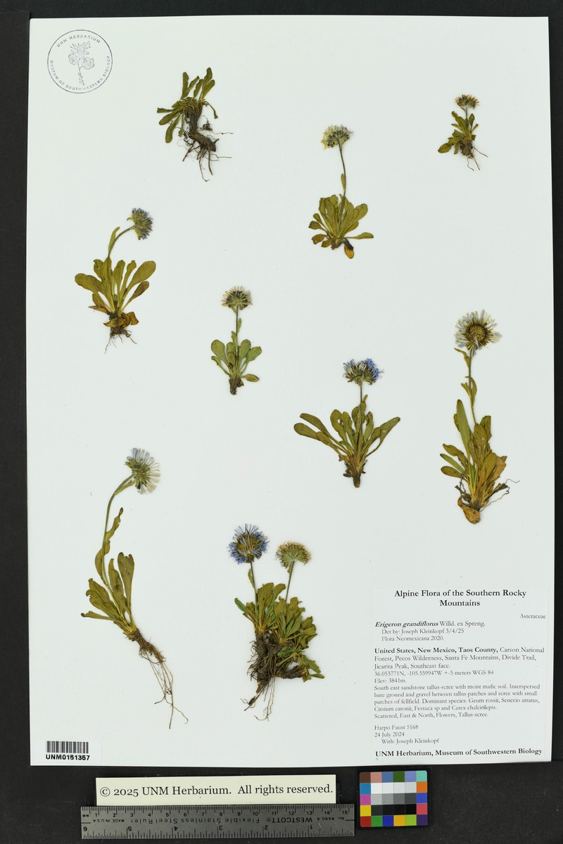 Erigeron caucasicus subsp. caucasicus photo 5