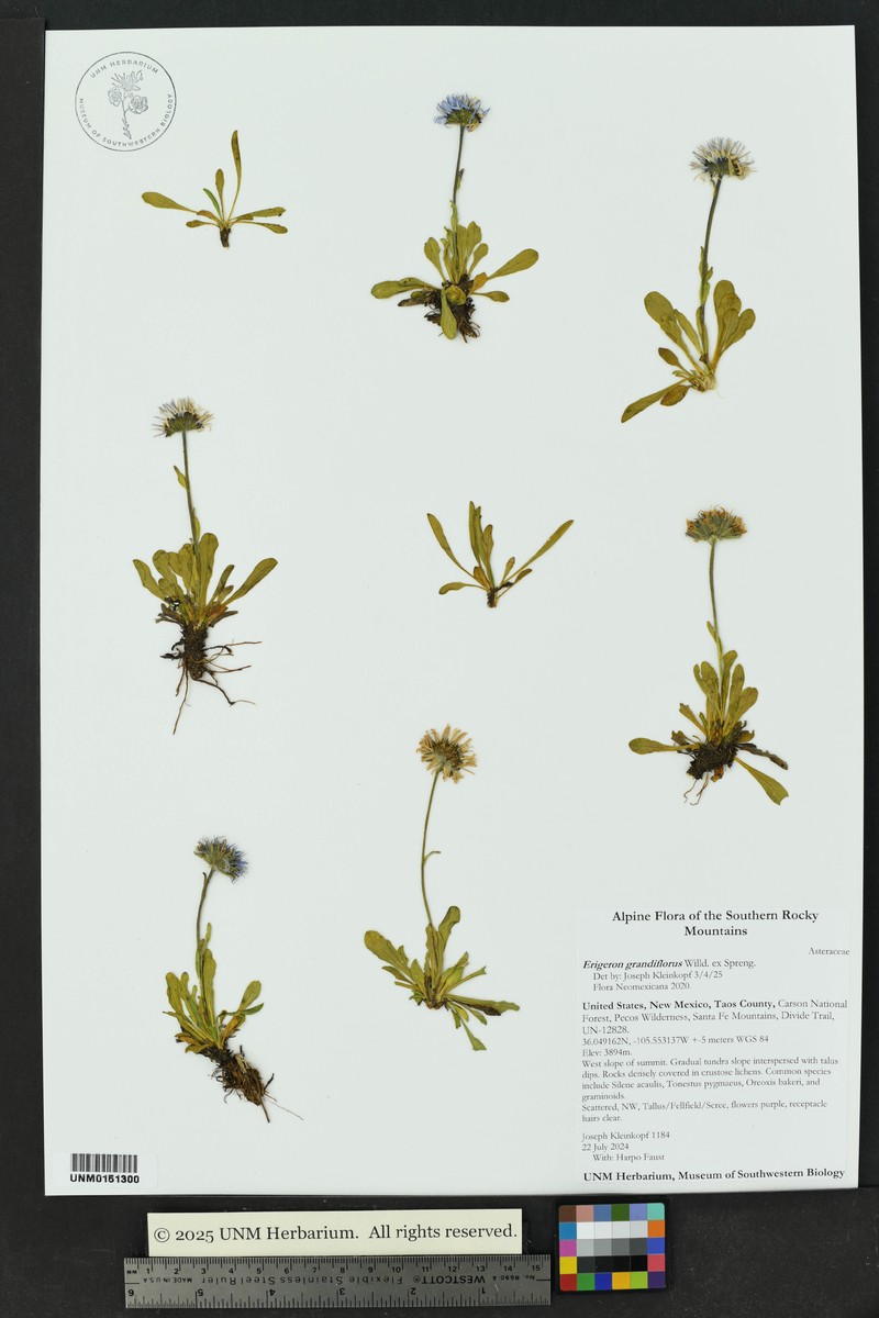 Erigeron caucasicus subsp. caucasicus photo 6