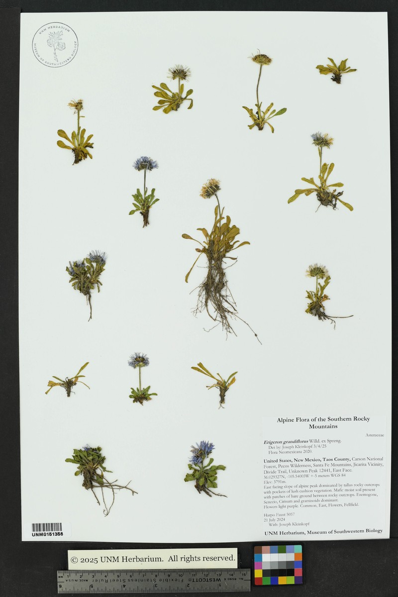 Erigeron caucasicus subsp. caucasicus photo 7