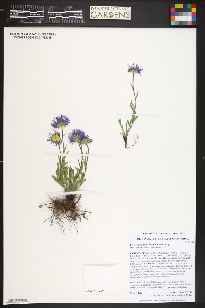 Erigeron caucasicus subsp. caucasicus photo 8