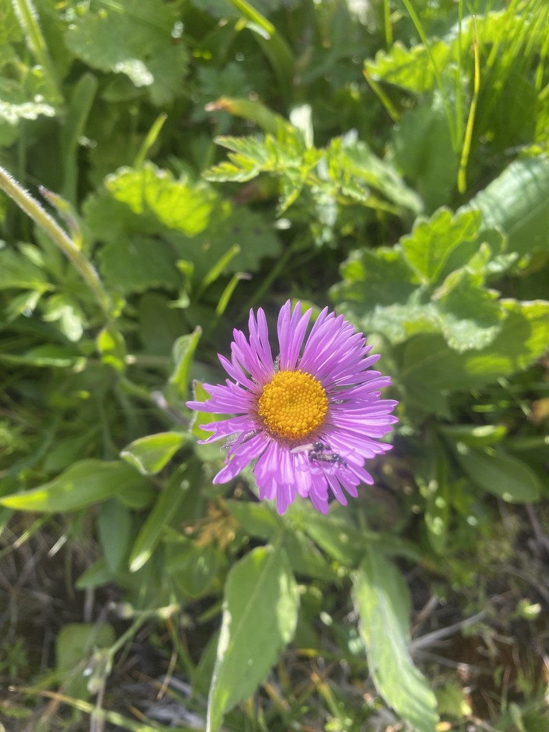 Erigeron caucasicus subsp. venustus