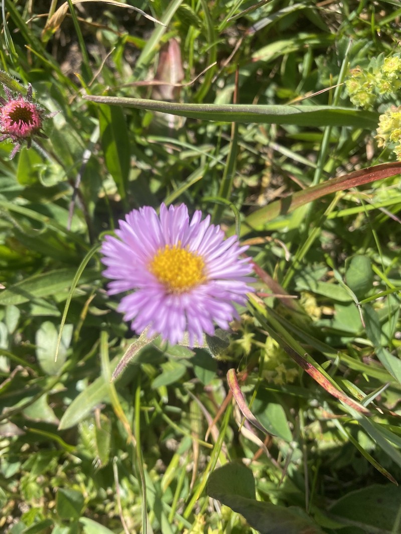 Erigeron caucasicus subsp. venustus photo 2
