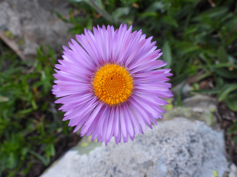 Erigeron caucasicus subsp. venustus photo 3