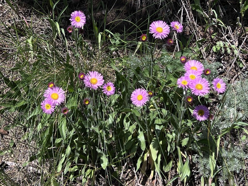 Erigeron caucasicus subsp. venustus photo 4
