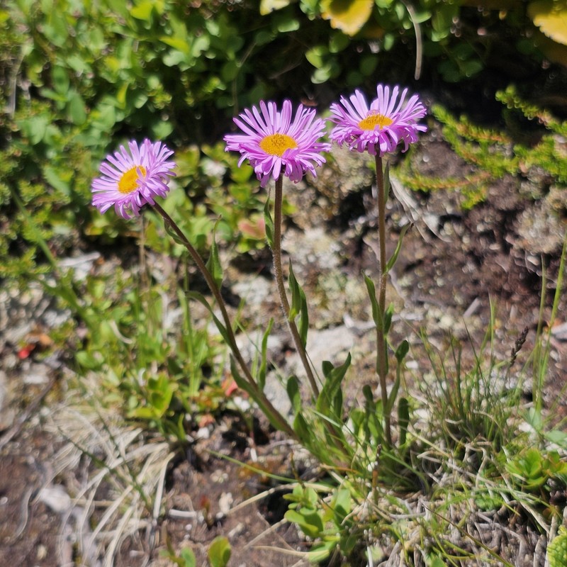 Erigeron caucasicus subsp. venustus photo 5