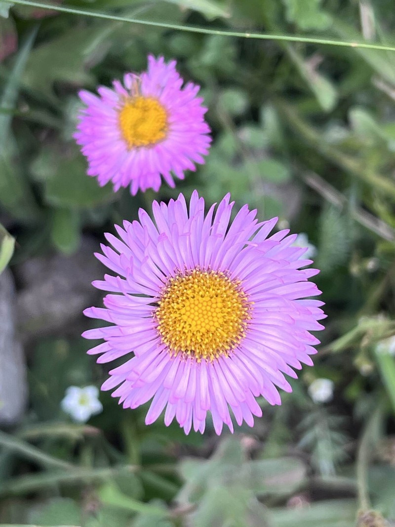 Erigeron caucasicus subsp. venustus photo 6