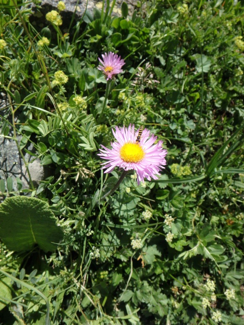 Erigeron caucasicus subsp. venustus photo 7