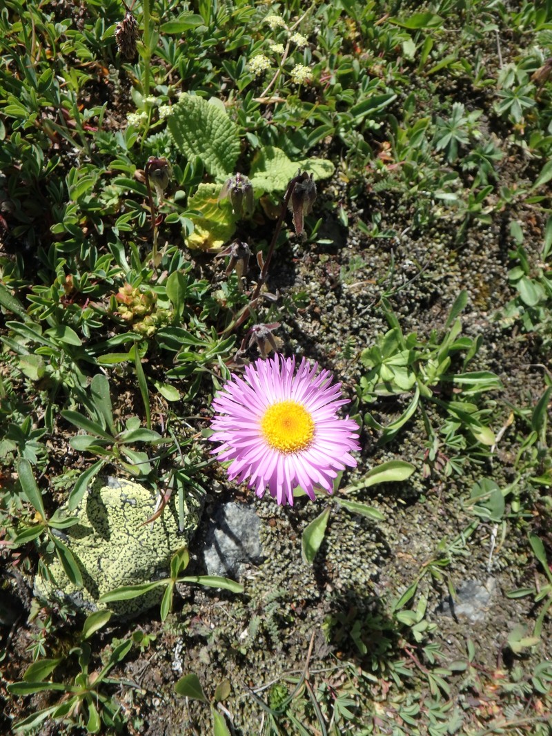 Erigeron caucasicus subsp. venustus photo 8