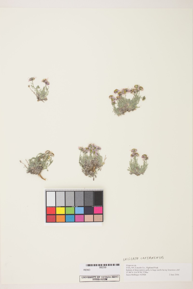 Erigeron cavernensis