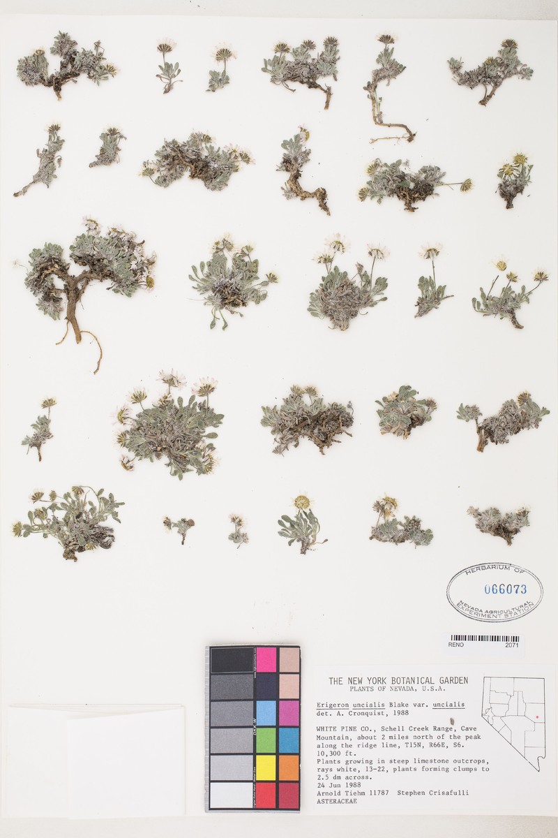 Erigeron cavernensis photo 2