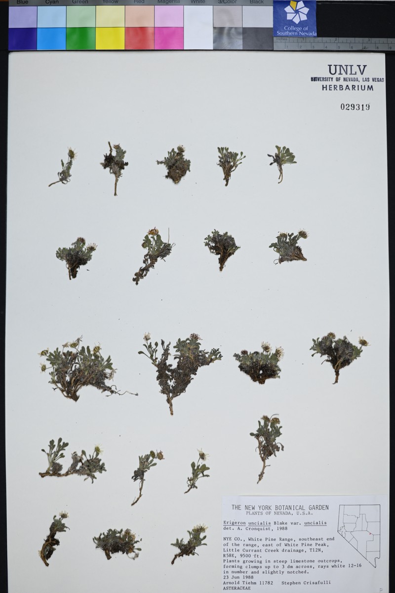 Erigeron cavernensis photo 4