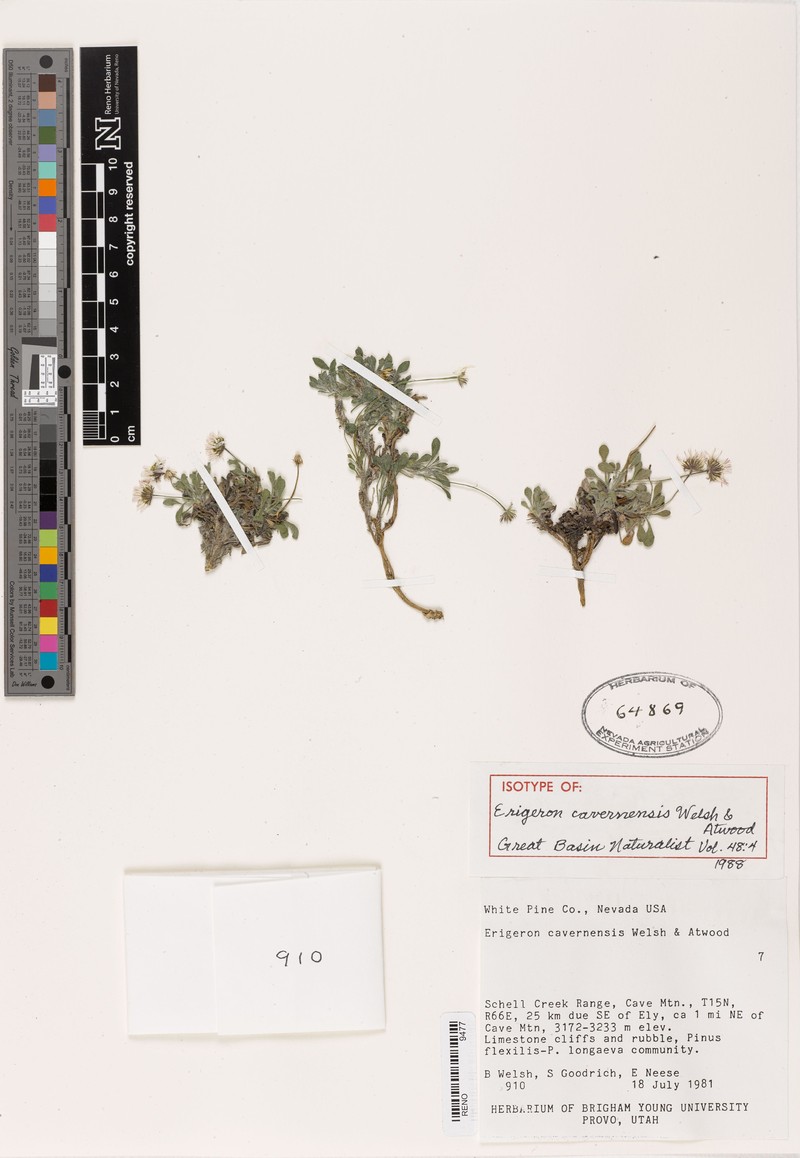 Erigeron cavernensis photo 5