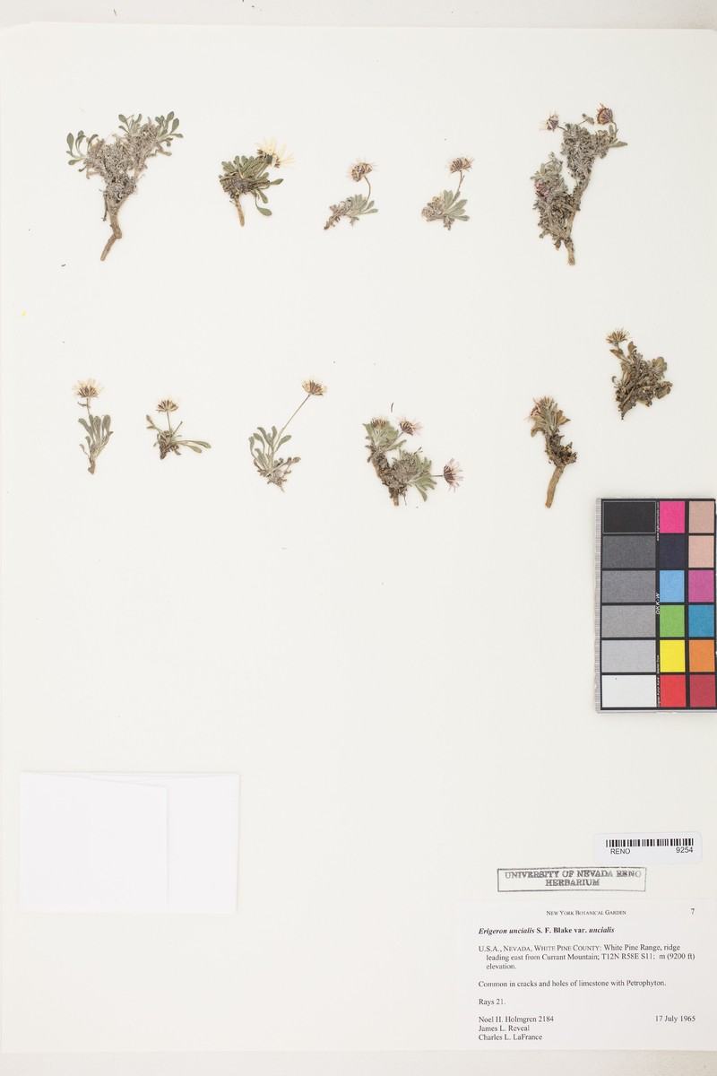 Erigeron cavernensis photo 6