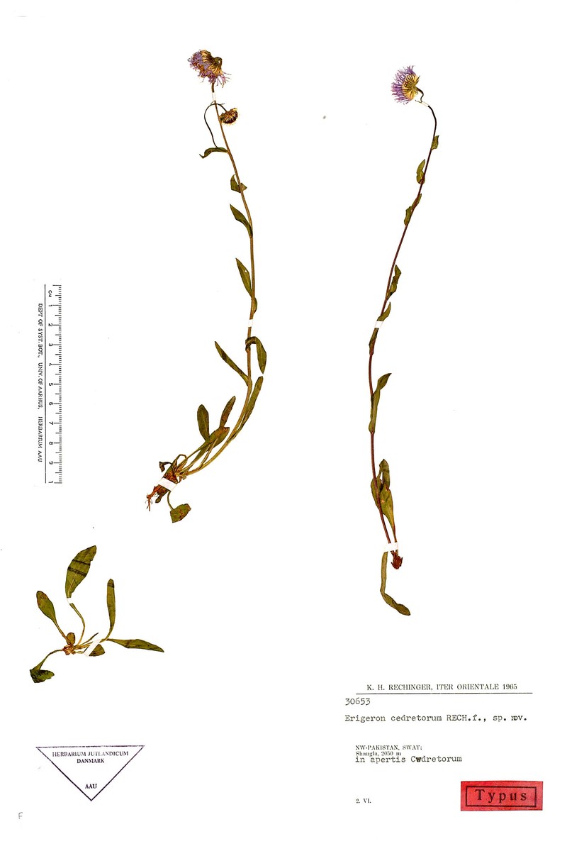 Erigeron cedretorum
