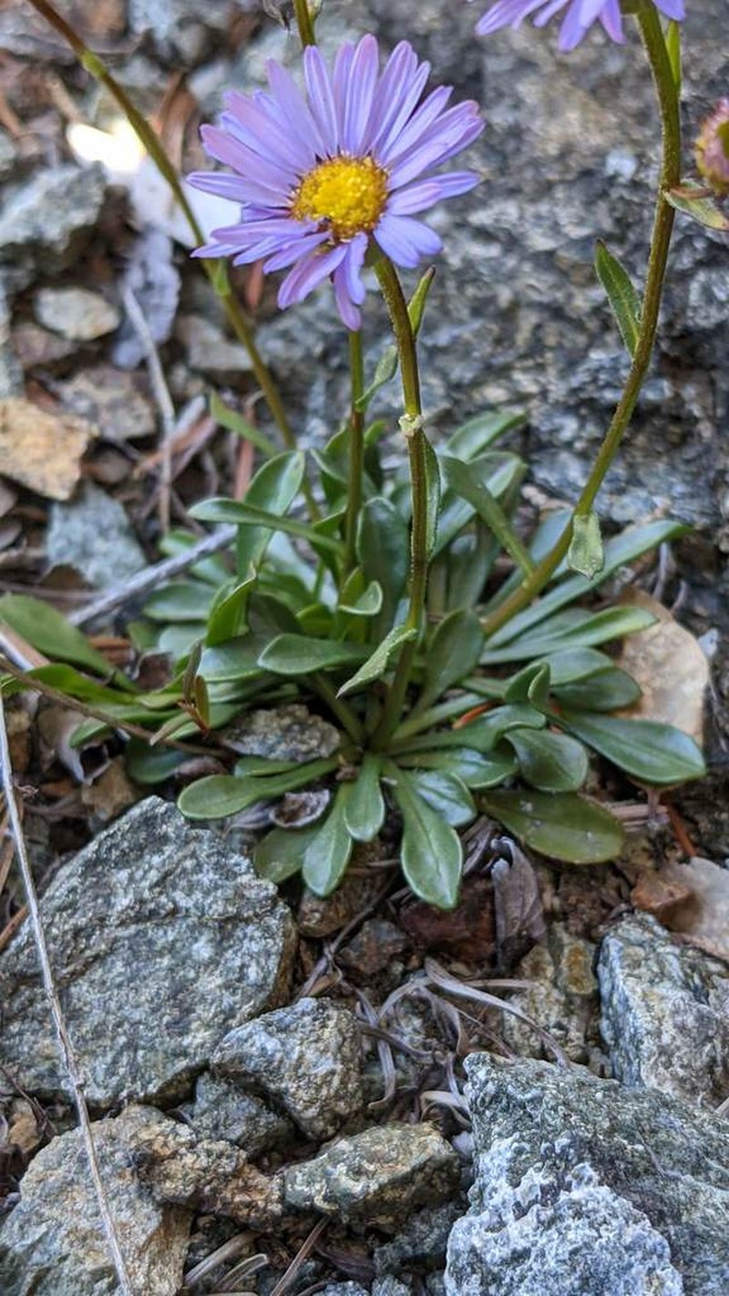 Siskiyou Fleabane