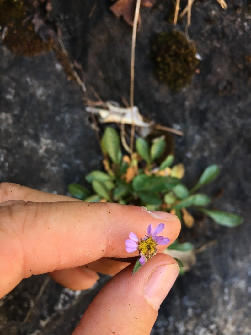 Siskiyou Fleabane photo 2