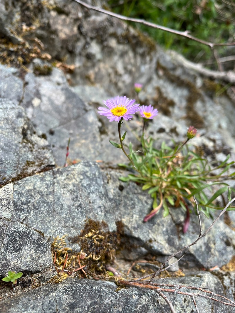 Siskiyou Fleabane photo 3