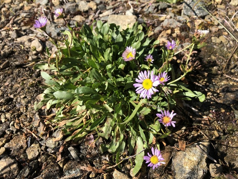 Siskiyou Fleabane photo 4