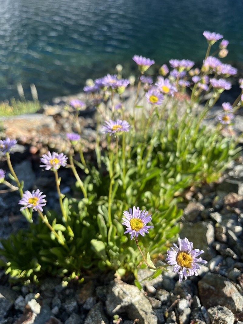 Siskiyou Fleabane photo 5