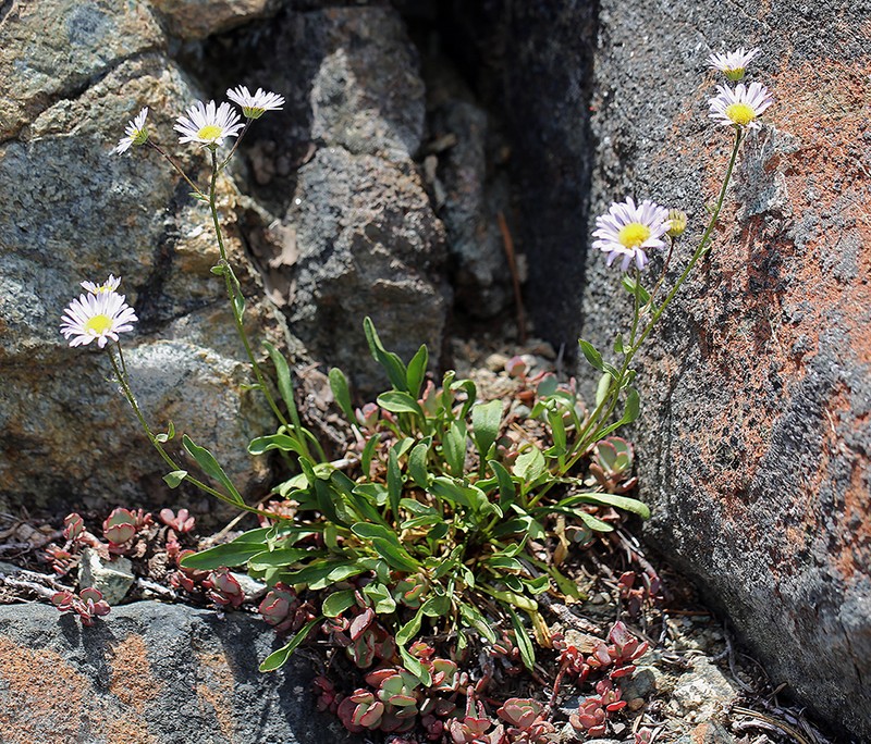 Siskiyou Fleabane photo 6