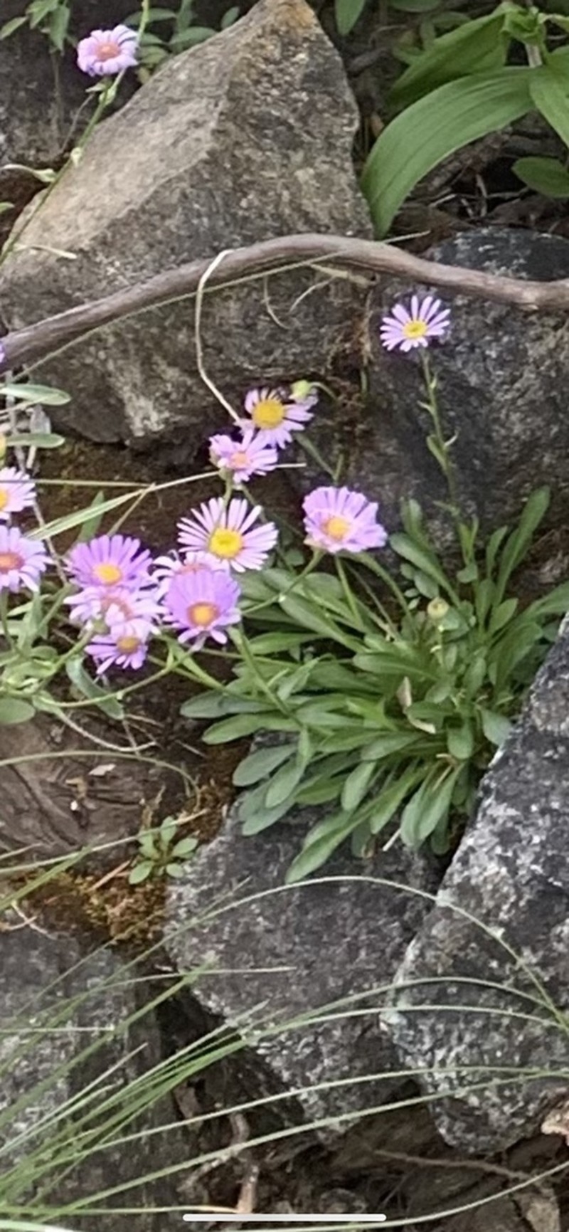 Siskiyou Fleabane photo 7