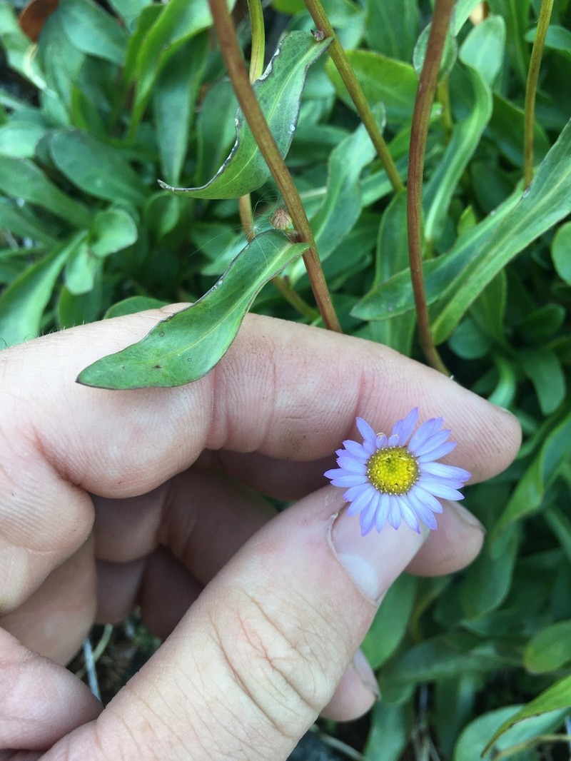 Siskiyou Fleabane photo 8